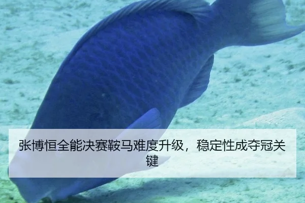张博恒全能决赛鞍马难度升级，稳定性成夺冠关键
